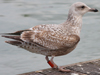 Herring Gull