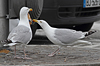 Herring Gull