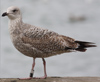 Herring Gull