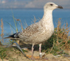Herring Gull