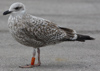 Herring Gull