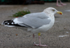 adult argentatus in November, ringed in Denmark. (56984 bytes)