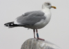 adult argentatus in November, ringed in Denmark. (56984 bytes)