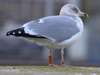 adult argentatus in November, ringed in Denmark. (56984 bytes)