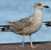 Herring Gull