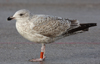 Herring Gull