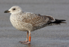 Herring Gull