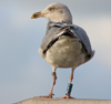 Herring Gull