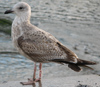 Herring Gull