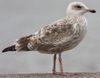 Herring Gull