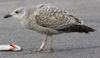 Herring Gull