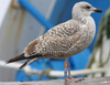 Herring Gull