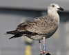 1cy argenteus in November, ringed in Belgium. (25637 bytes)