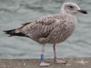 1cy argenteus in November, ringed in Belgium. (25637 bytes)