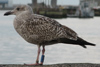 1cy argenteus in November, ringed in Belgium. (25637 bytes)