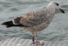 1cy argenteus in November, ringed in Belgium. (25637 bytes)