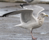 3cy argentatus in January. (80207 bytes)