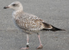 Herring Gull