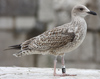 Herring Gull