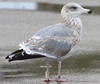 1cy argenteus in November, ringed in Belgium. (25637 bytes)
