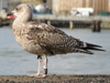 Herring Gull