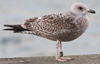 Herring Gull