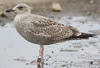 Herring Gull