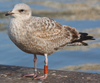 Herring Gull
