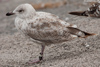 Herring Gull