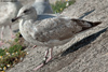 Herring Gull