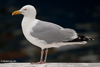 adult argenteus in October, ringed in the Netherlands. (79042 bytes)