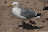 Herring Gull