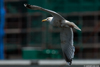 Herring Gull