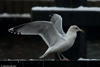 Herring Gull