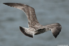 1cy argenteus in August, ringed in Belgium. (90559 bytes)