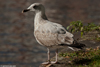Herring Gull
