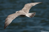 2cy argenteus in July, ringed in the Netherlands. (103953 bytes)