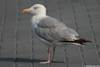 1cy argenteus in August, ringed in Belgium. (90559 bytes)