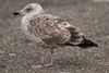 adult argenteus in October, ringed in the Netherlands. (79042 bytes)