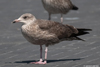 2cy argenteus in July, ringed in the Netherlands. (103953 bytes)