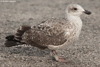 Herring Gull