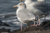 adult argenteus in October, ringed in the Netherlands. (79042 bytes)