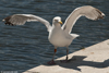 adult argenteus in October, ringed in the Netherlands. (79042 bytes)