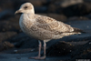 1cy argenteus in August, ringed in Belgium. (90559 bytes)