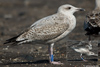 1cy argenteus in November, ringed in Belgium. (25637 bytes)