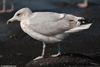1cy argenteus in November, ringed in Belgium. (25637 bytes)