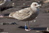 1cy argenteus in November, ringed in Belgium. (25637 bytes)