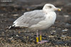 adult argenteus in October, ringed in the Netherlands. (79042 bytes)