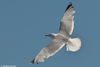adult argenteus in October, ringed in the Netherlands. (79042 bytes)
