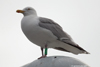 1cy argenteus in August, ringed in Belgium. (90559 bytes)